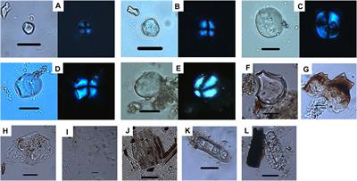 Micro Plant Remains Reveal the Function of Grooved Pottery Vessels From the Late Neolithic Meishan Site in Central China